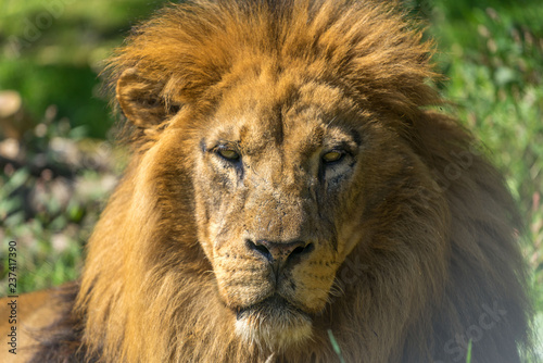 Close up portrait of a lion