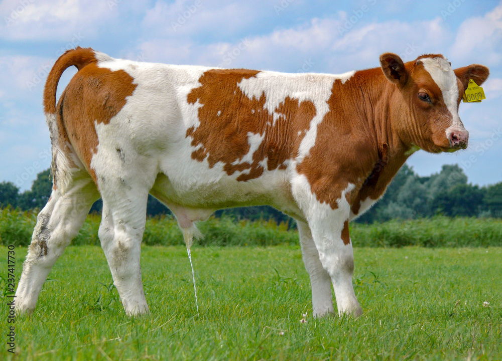 Red pied young calf bull is peeing, urinating in a pasture.