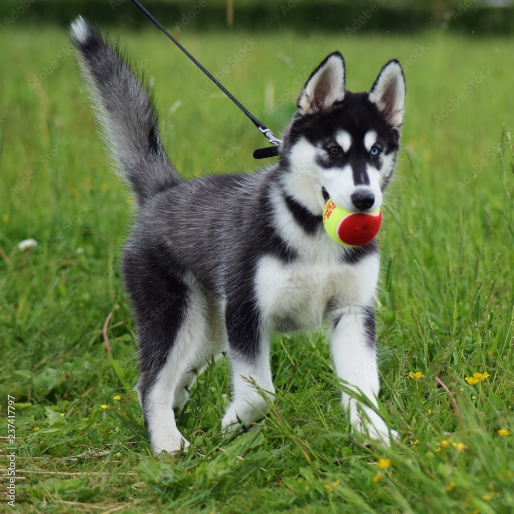 portrait of siberian husky dog portrait of siberian husky dog