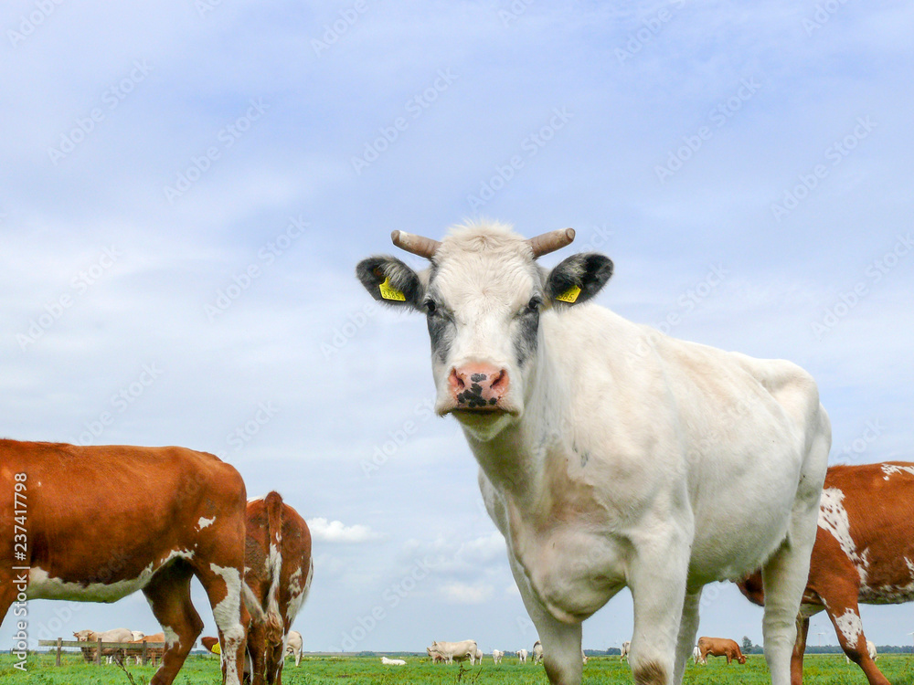 Creamy white cow with half horns and gray eye spots, in a meadow with other cows, a pink nose with dark spots and a light blue sky.