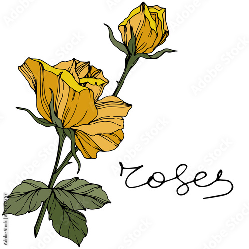 Vector Rosel flower. Yellow engraved ink art. Isolated rose illustration element.