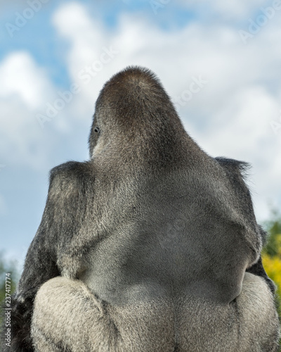 Silverback Gorilla sitting with its back to the camera, blue sky and cloud background