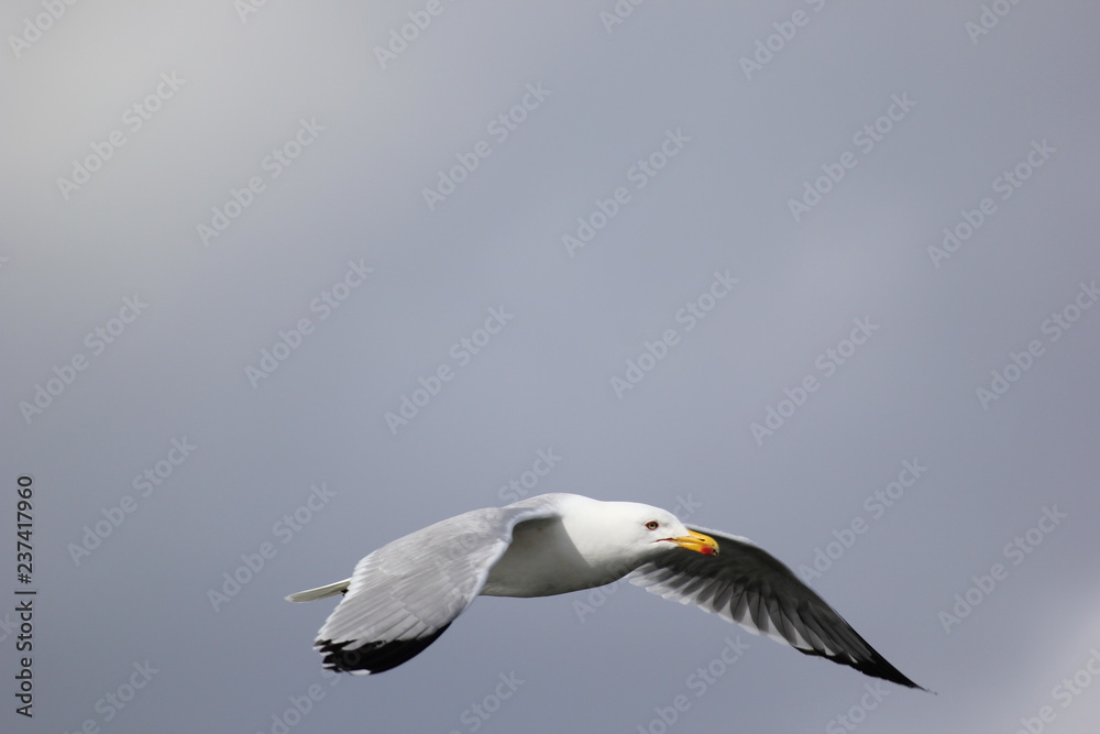 Fototapeta premium fotografias de aves varias 