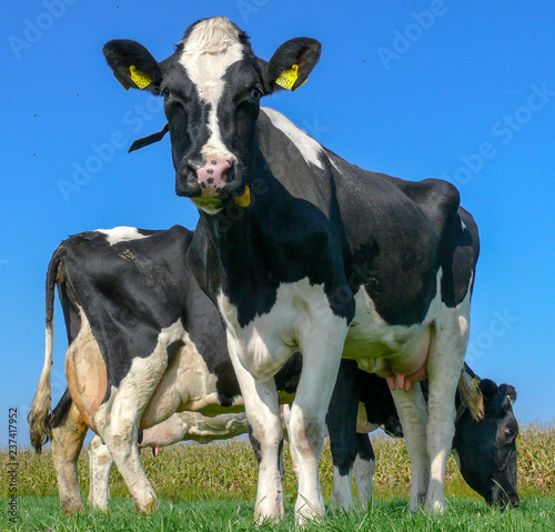Black and white cows, with pink udder and teat, Frisian Holstein, standing in a pasture under a blue sky.