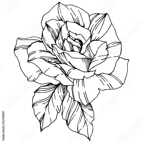 Vector Rose. Floral botanical flower. Black and white engraved ink art. Isolated rose illustration element.