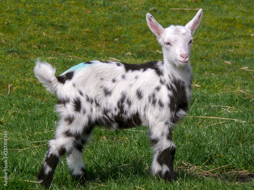 Obraz premium Young pied goat standing on the grass, head straight and tall, ears wide, black feet.