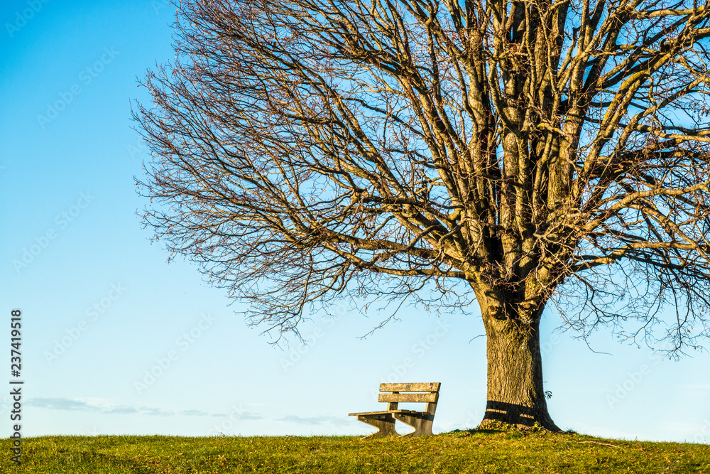 old bench old bench