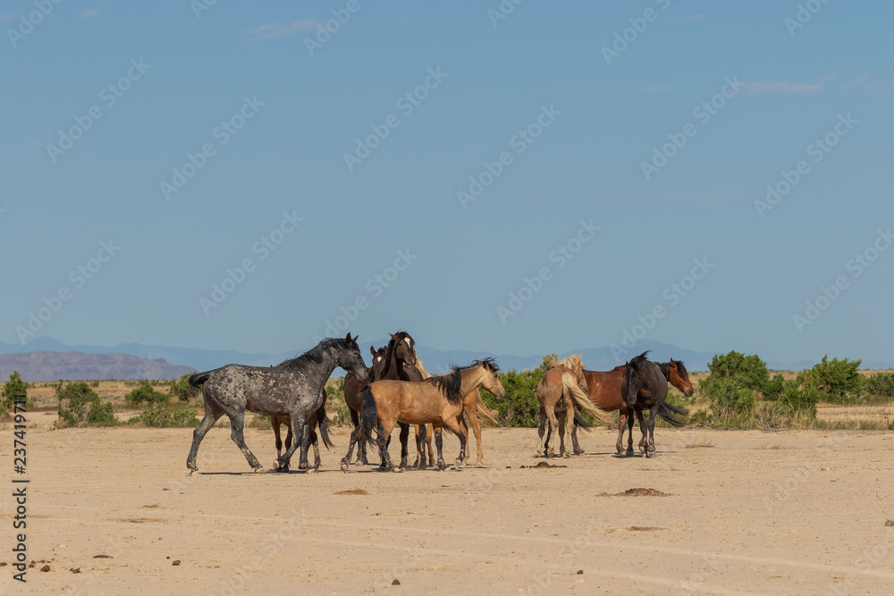 Wild Horses in the Desert in Summer