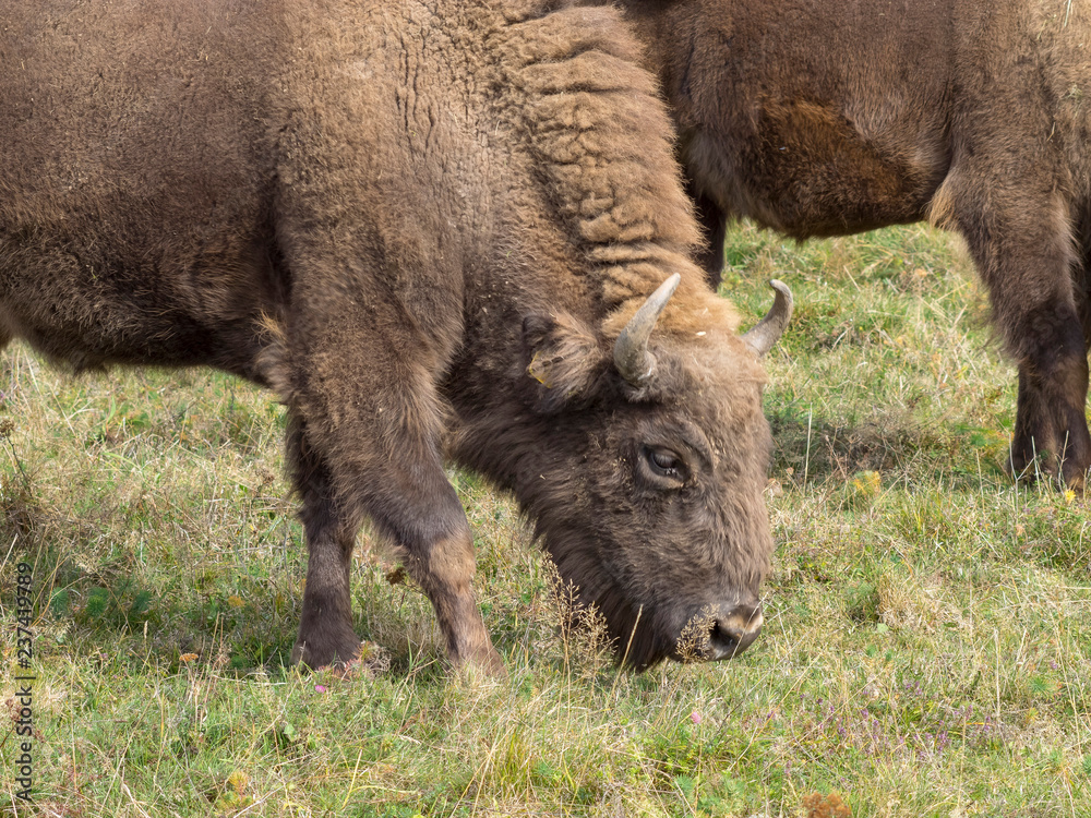 Gros plan sur une tête de bison d'Europe (Bison bonasus) Gros plan sur une tête de bison d'Europe (Bison bonasus)