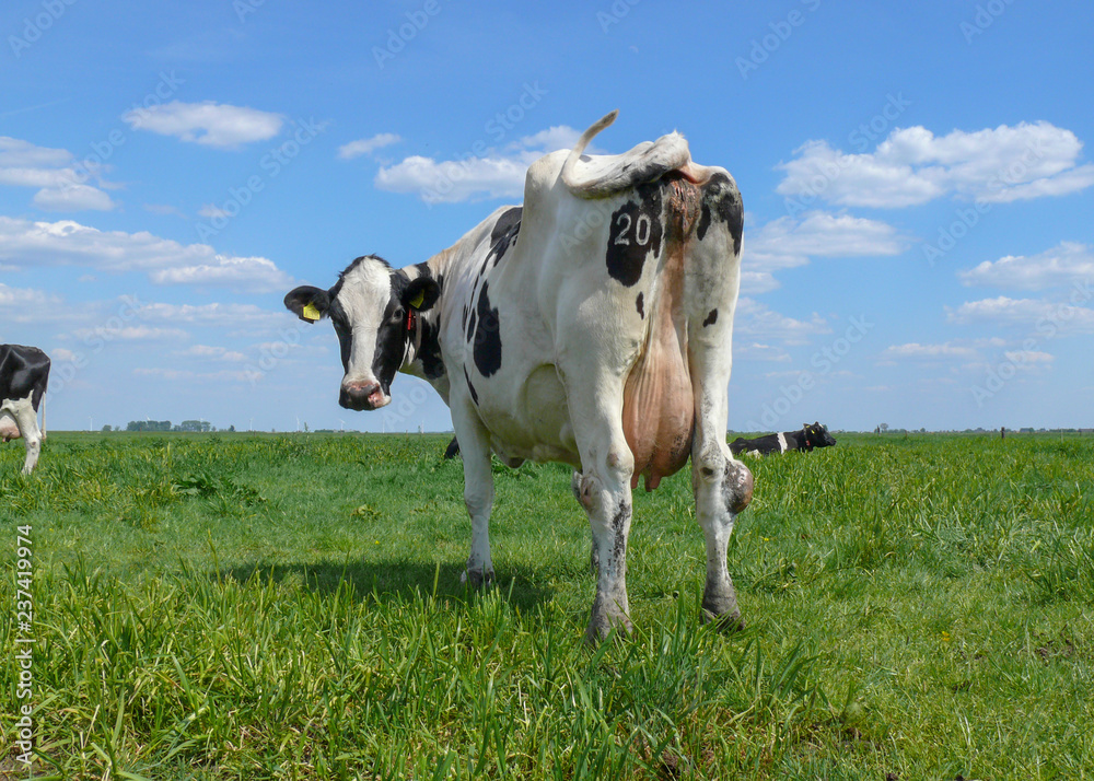 Black and white cow from behind, number on buttock, swinging tail, under a blue sky with sheep clouds.