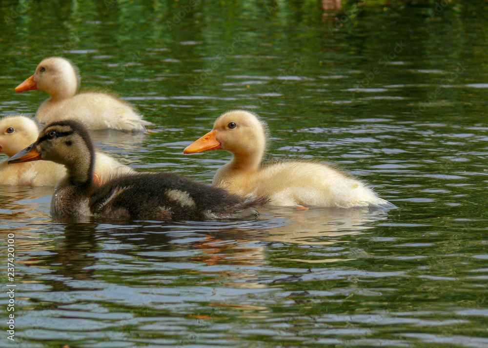 Yellow and brown mallard chicks, ducklings swimming in a green water lake.