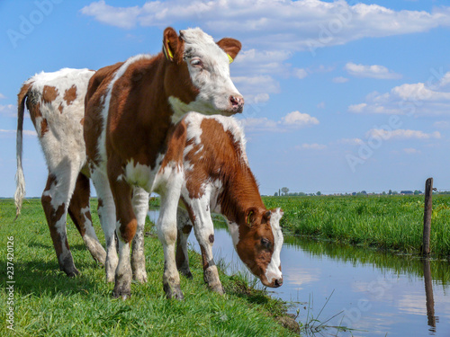 Two red pied young cows standing on the bank of a creek  a ditch  watching a Dutch landscape.