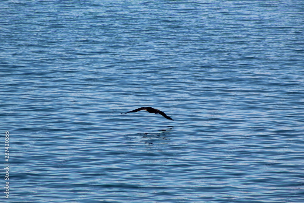 Ave sobrevolando mar y cielo azul