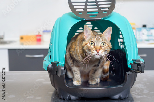 Cat in kennel at veterinary clinic photo