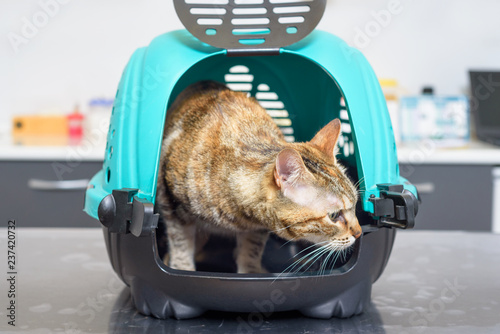 Fototapeta Naklejka Na Ścianę i Meble -  Cat in kennel at veterinary clinic