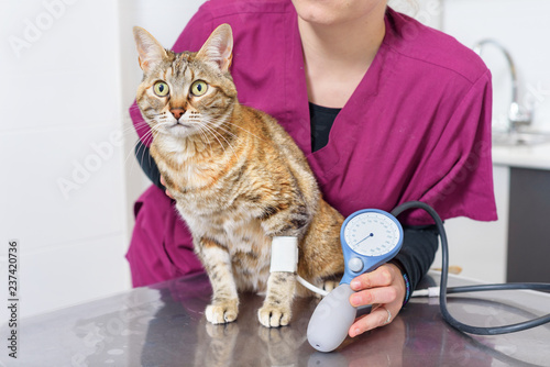 Veterinary doctor checking blood pressure of a cat photo