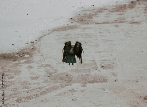 raven