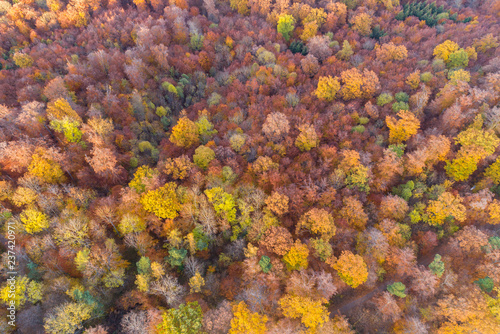 Luftaufnahme eines herbstlich gefärbtem Mischwaldes