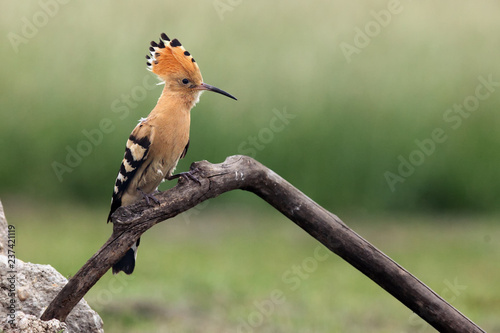 The hoopoe (Upupa epops) sitting on a branch with. © Karlos Lomsky