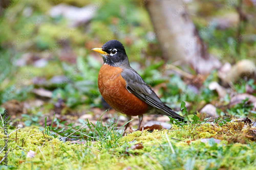 American Robin (Turdus migratorius) ( looking for food in grass) Gabriola, British Columbia, Canada Photo: Peter Llewellyn American Robin (Turdus migratorius) ( looking for food in grass) Gabriola, British Columbia, Canada Photo: Peter Llewellyn
