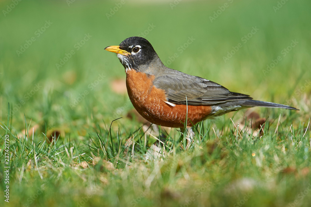 American Robin (Turdus migratorius) ( looking for food in grass) Gabriola, British Columbia, Canada Photo: Peter Llewellyn American Robin (Turdus migratorius) ( looking for food in grass) Gabriola, British Columbia, Canada Photo: Peter Llewellyn