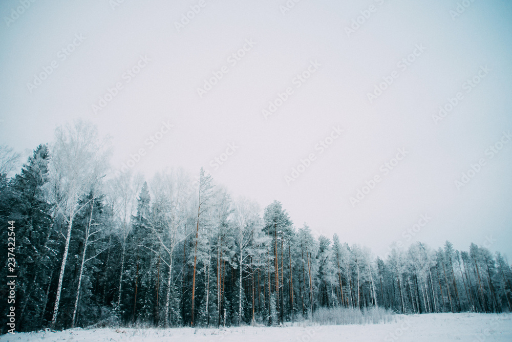 Natural background, scenery: trees in frost on the coldest winter day. Natural background, scenery: trees in frost on the coldest winter day.