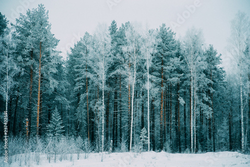 Natural background, scenery: trees in frost on the coldest winter day.
