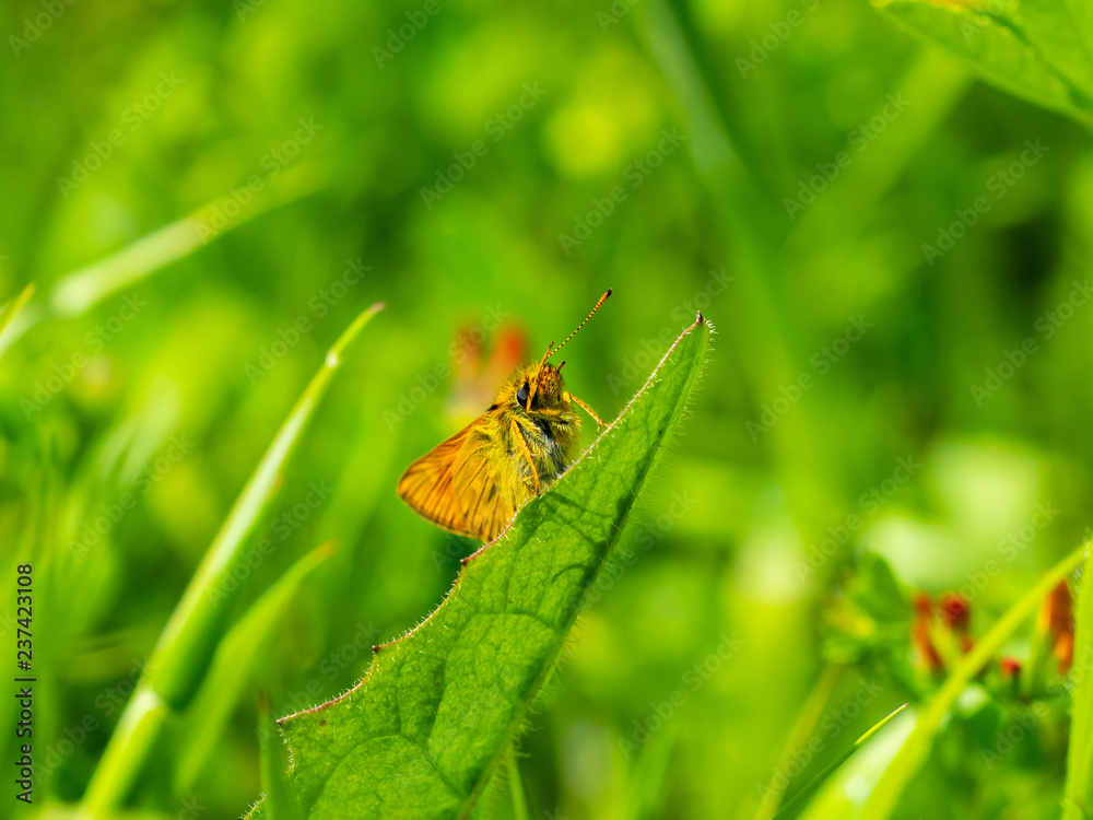 Large Skipper butterfly (Ochlodes venata) resting Large Skipper butterfly (Ochlodes venata) resting