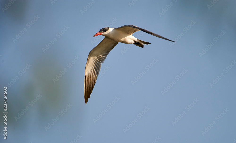 Obraz premium Caspian tern (Hydroprogne caspia) in flight above Lake Chapala - Ajijic, Jalisco, Mexico