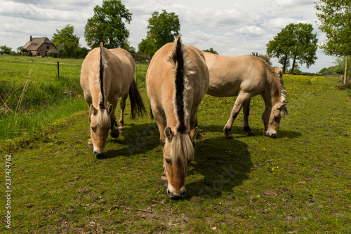 Foto Fjord horses in the meadow