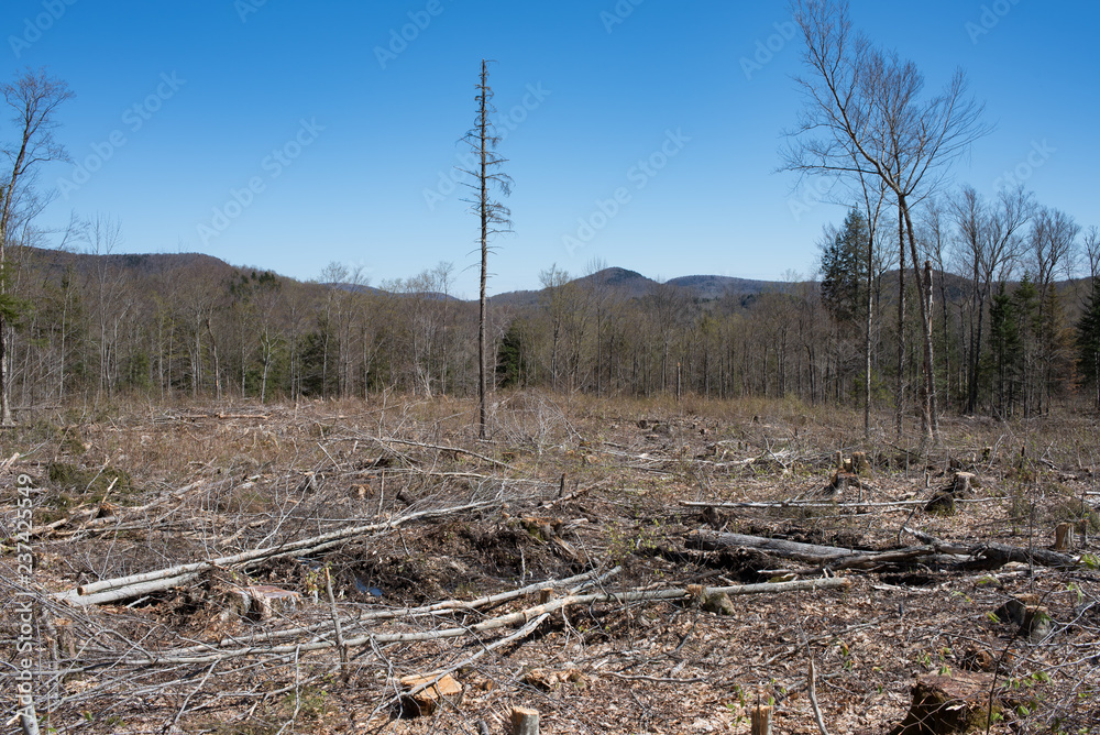 An area of clearcut logging in the Adirondack Mountains. An area of clearcut logging in the Adirondack Mountains.