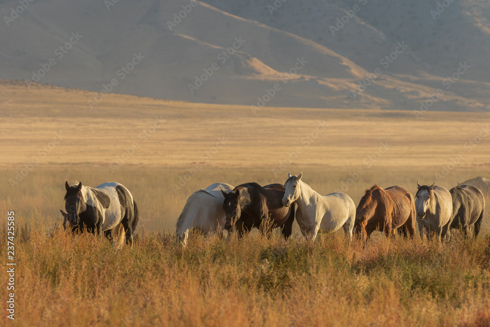 Fototapeta premium Herd of Wild Horses Running Across the Utah Desert