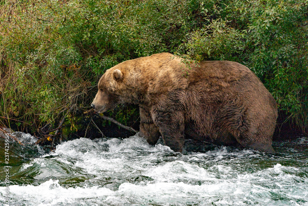 Naklejka premium Big Brown bear walking though the water