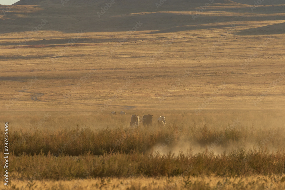 Herd of Wild Horses Running Across the Utah Desert Herd of Wild Horses Running Across the Utah Desert