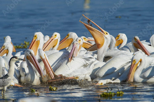 Group of American white pelicans (Pelecanus erythrorhynchos) feeding on fish, Lake Chapala, Jalisco, Mexico