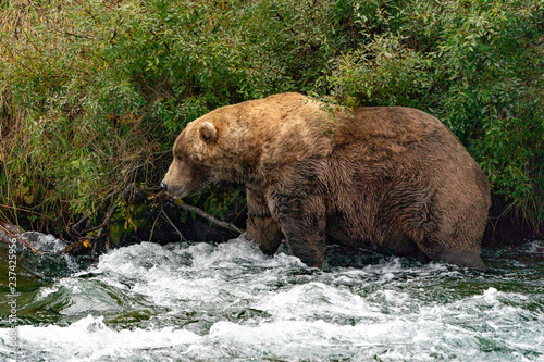 Big Brown bear walking though the water photo