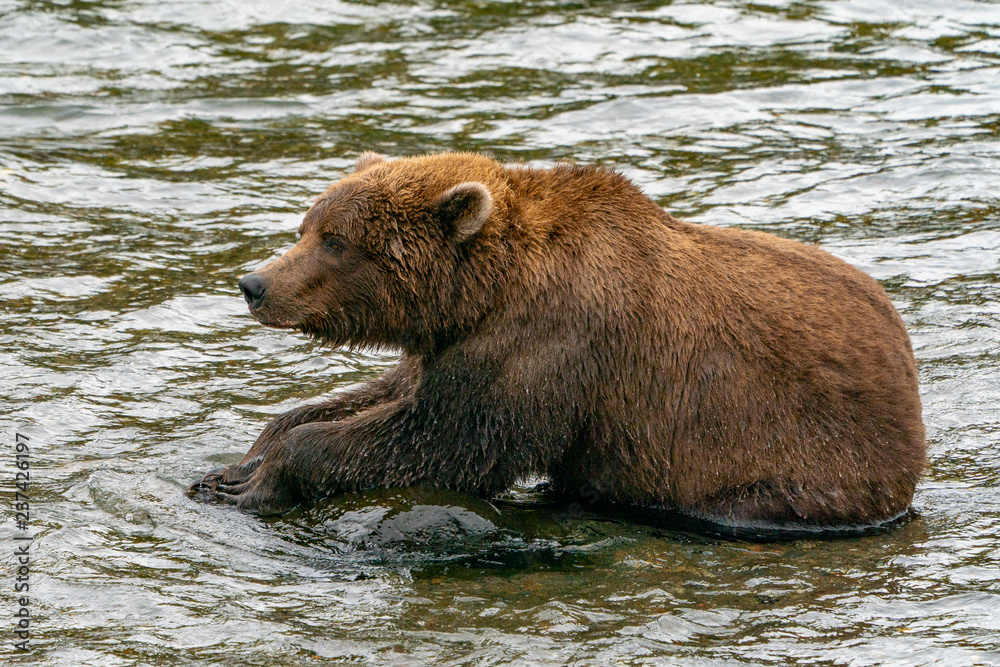 Brown Bear eating salmon on a rock in Alaska Brown Bear eating salmon on a rock in Alaska