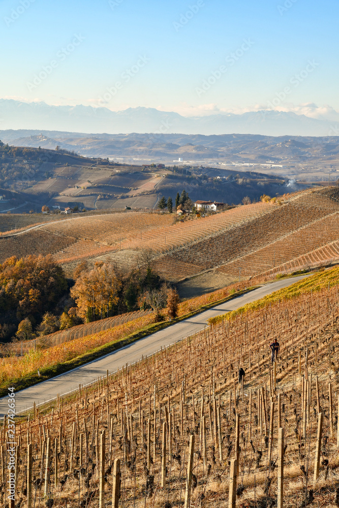 Vineyard hills of Langhe in Piedmont with narrow road and winegrower pruning the vines in autumn