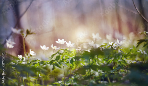 BacBackground with spring primroses - flowers of an anemony photo