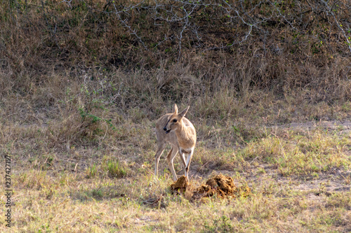 Common duiker Sylvicapra grimmia eating elephant dung photo