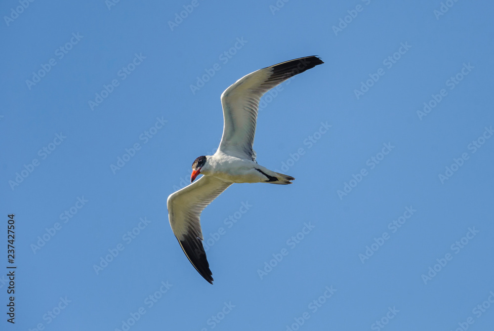 Caspian tern (Hydropogne casoia) flying above Lake Chapala, Jalisco, Mexico Caspian tern (Hydropogne casoia) flying above Lake Chapala, Jalisco, Mexico