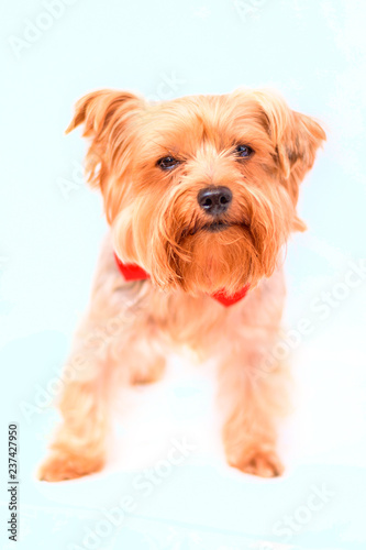 Yorkshire terrier portrait isolated on white background. 