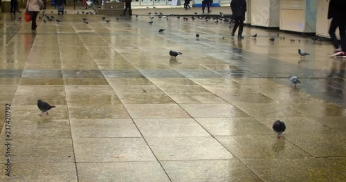 Pigeons in Old Town Zagreb square on a cloudy winter day