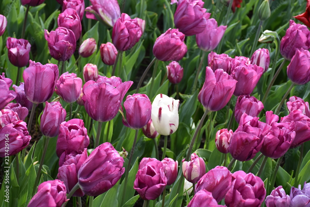 Purple Tulip Flower Bloomed Purple Tulip Flower Bloomed