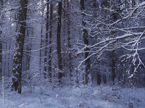 Fototapeta Naklejka Na Ścianę i Meble -  Las w śnieżnej zimowej szacie