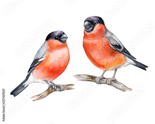 Bullfinches on a branch isolated on white background. Birds sitting on a branch. Red Berries rowans or mountain-ashes. Couple In Love. Watercolor. Illustration. Template. Close-up. Portrait.