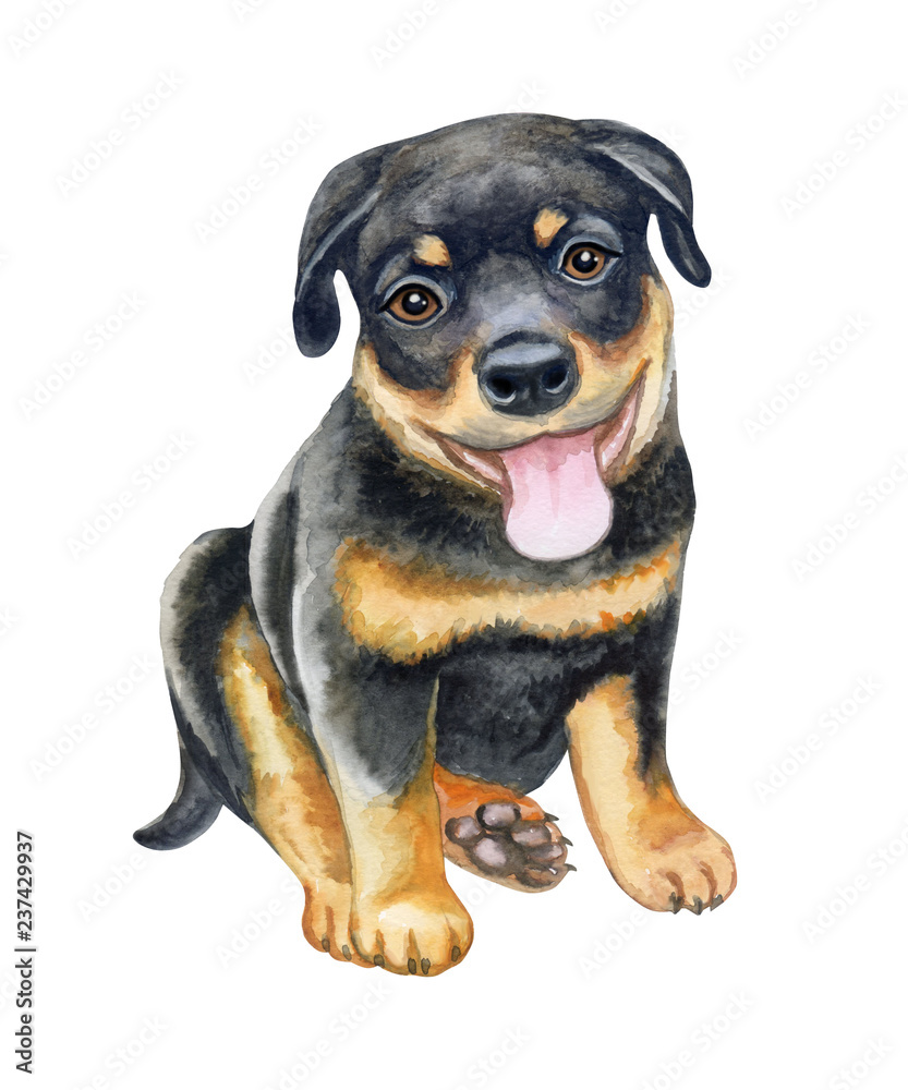 Rottweiler black puppy isolated on white background. Cute funny animal watercolor illustration. Hand painted. Template. Hand drawing. Clipart. Close-up Rottweiler black puppy isolated on white background. Cute funny animal watercolor illustration. Hand painted. Template. Hand drawing. Clipart. Close-up