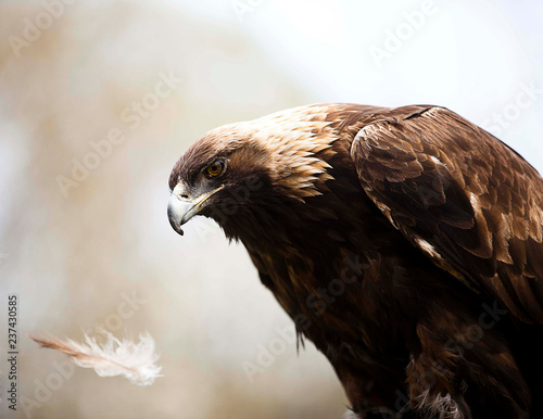 Golden Eagle With Feather