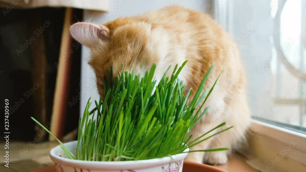 Red cat chewing green grass at home close-up