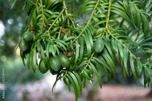 Oliver's Plum Yew photo